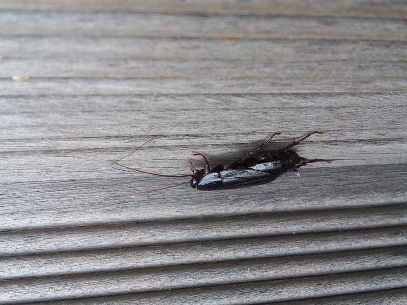 [옛사진] 집바퀴 (Periplaneta japonica) 암컷; DISPLAY FULL IMAGE.