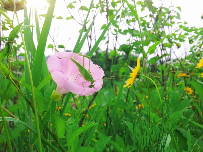 [옛사진] 메꽃을 먹는 실베짱이 (Phaneroptera falcata); DISPLAY FULL IMAGE.