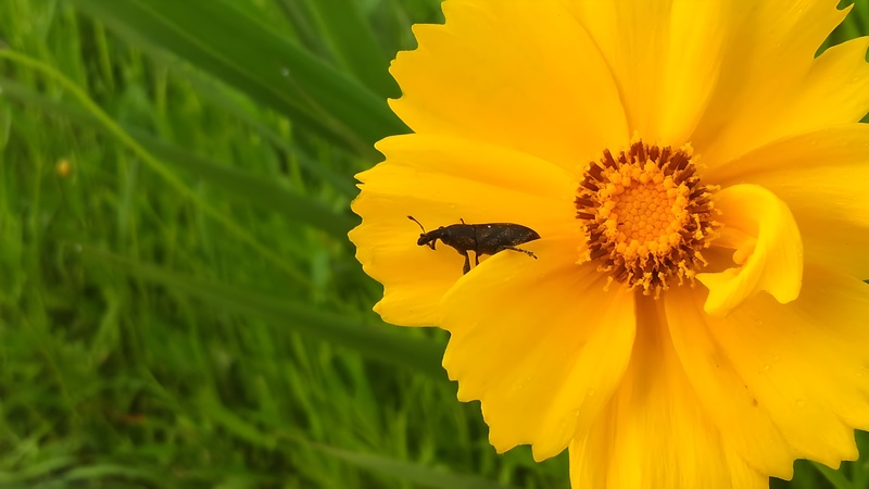 [옛사진] 큰금계국의 흰띠길쭉바구미 (Lixus acutipennis) (추정) (부분확대); DISPLAY FULL IMAGE.