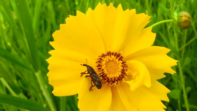 [옛사진] 큰금계국의 흰띠길쭉바구미 (Lixus acutipennis) (추정) (부분확대); DISPLAY FULL IMAGE.