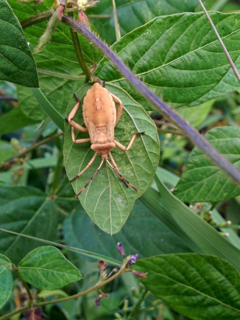 [옛사진] 콩잎의 장수허리노린재 (Anoplocnemis dallasi) 약충; DISPLAY FULL IMAGE.