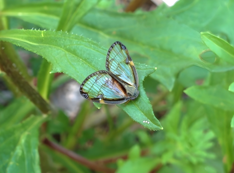 [옛사진] 부채날개매미충 (Euricania facialis); DISPLAY FULL IMAGE.