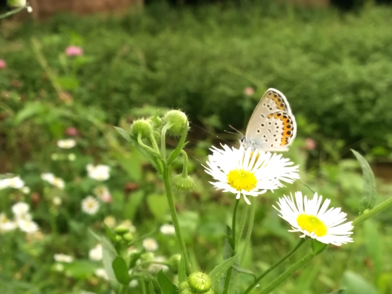 [옛사진] 개망초 꽃의 부전나비 (Plebejus argyrognomon); DISPLAY FULL IMAGE.