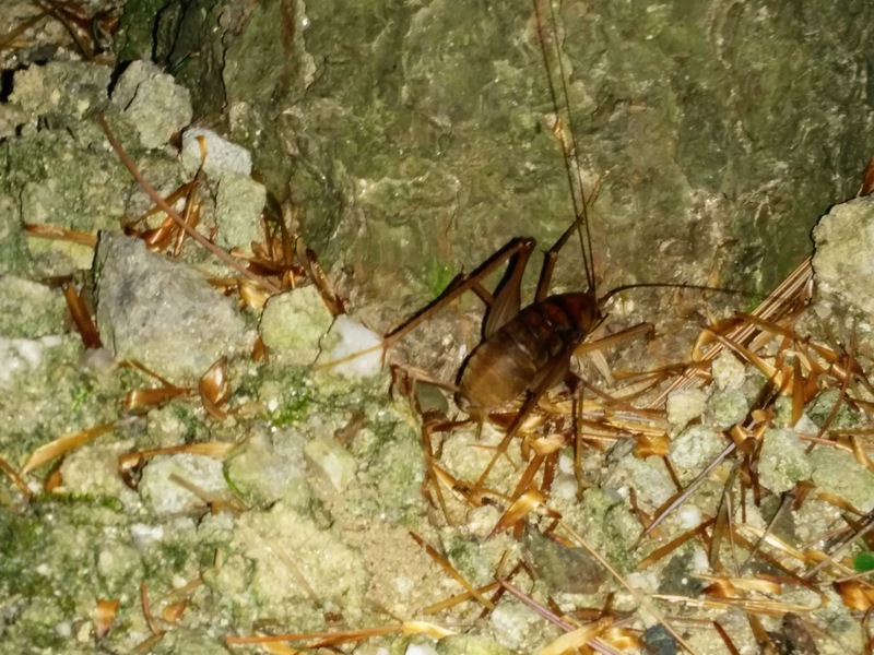 [옛사진] 꼽등이 (Diestrammena coreana); DISPLAY FULL IMAGE.