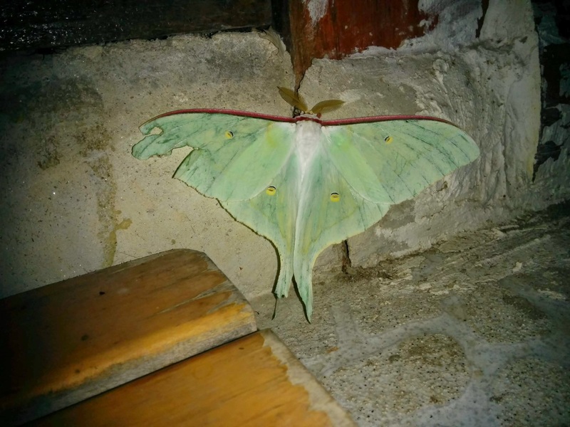 [옛사진] 긴꼬리산누에나방  (Actias artemis); DISPLAY FULL IMAGE.