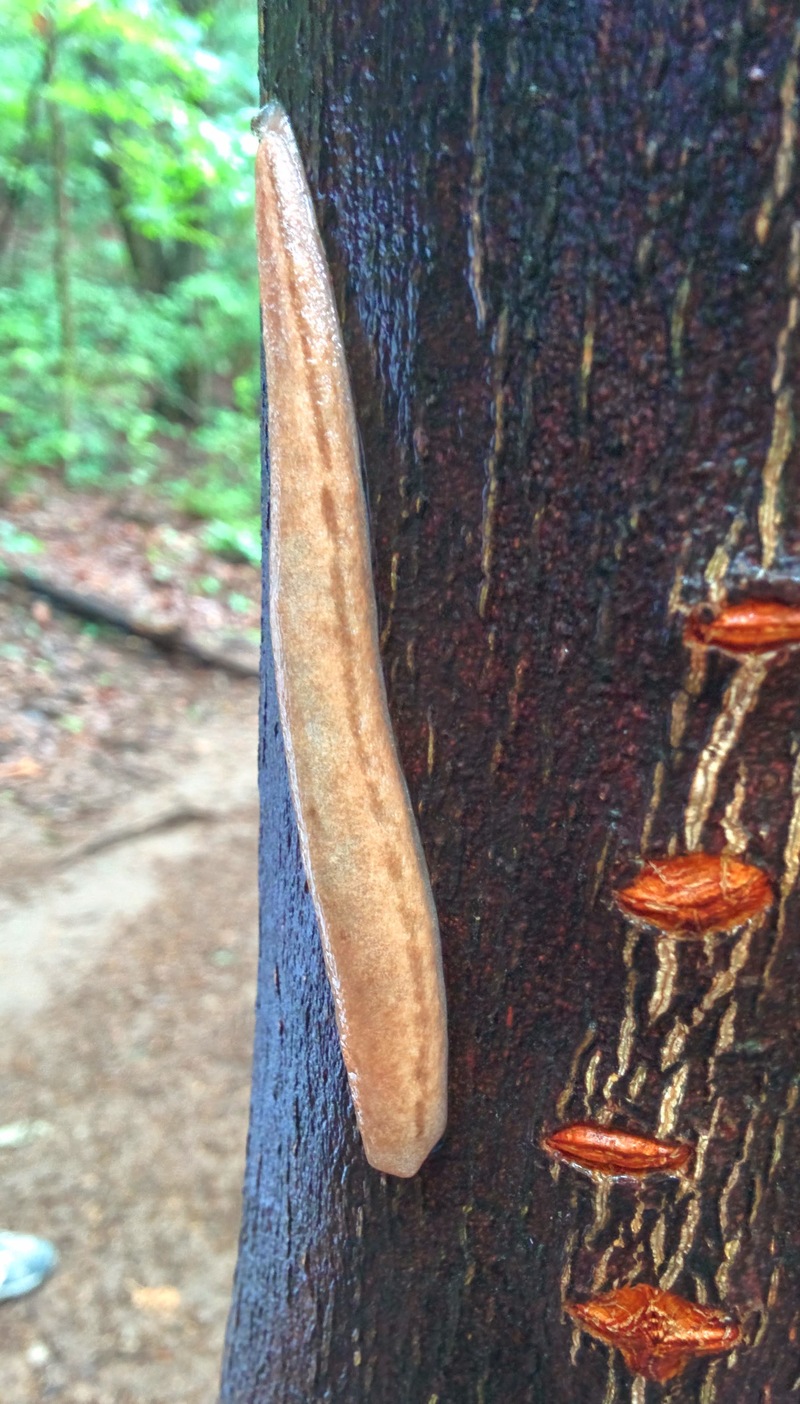 [옛사진] 민달팽이 (Meghimatium bilineatum); DISPLAY FULL IMAGE.