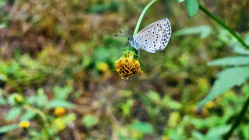 남방부전나비 (Pseudozizeeria maha); DISPLAY FULL IMAGE.