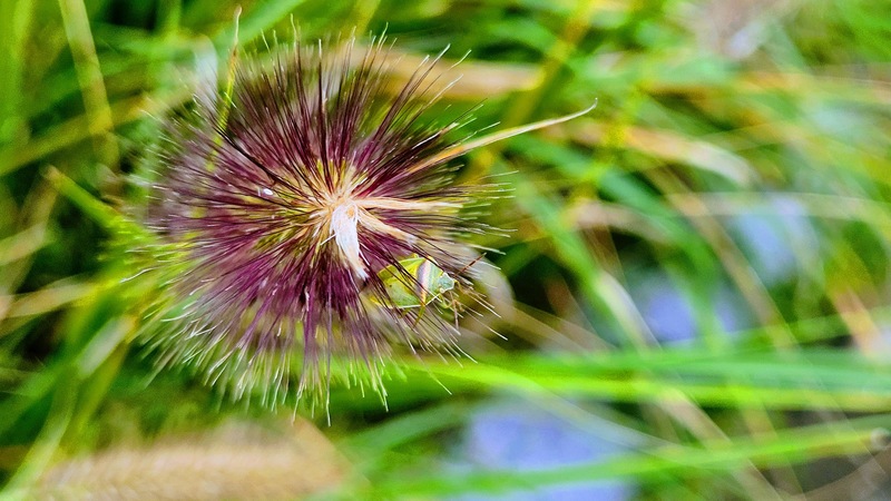 수크령에 숨은 가로줄노린재 (Piezodorus hybneri); DISPLAY FULL IMAGE.