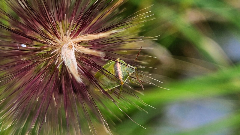 수크령에 숨은 가로줄노린재 (Piezodorus hybneri); DISPLAY FULL IMAGE.