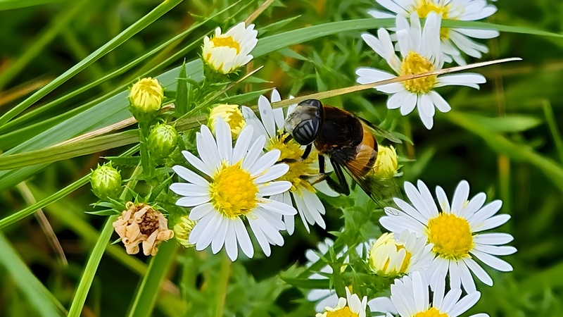 미국쑥부쟁이 꽃의 왕꽃등에 (Phytomia zonata) (부분확대); DISPLAY FULL IMAGE.