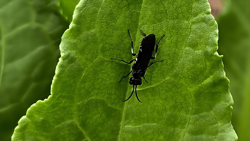 소리쟁이 잎의 검정날개잎벌 (Allantus luctifer) (부분확대); DISPLAY FULL IMAGE.