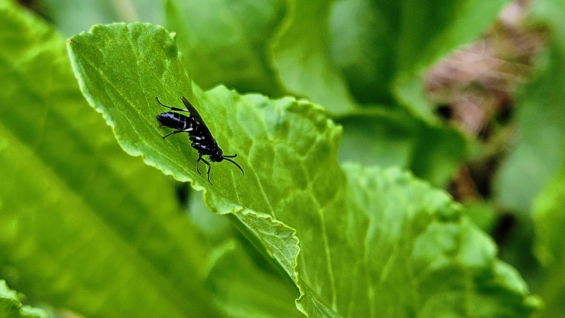 소리쟁이 잎의 검정날개잎벌 (Allantus luctifer); DISPLAY FULL IMAGE.