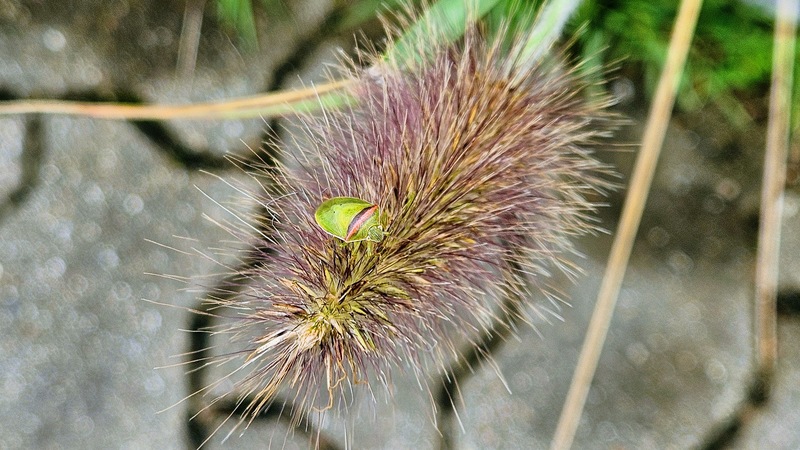 수크령에 앉은 가로줄노린재 (Piezodorus hybneri); DISPLAY FULL IMAGE.