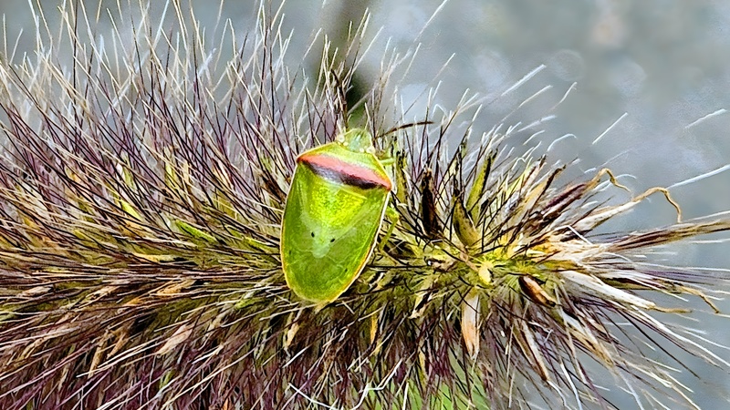 수크령에 앉은 가로줄노린재 (Piezodorus hybneri); DISPLAY FULL IMAGE.