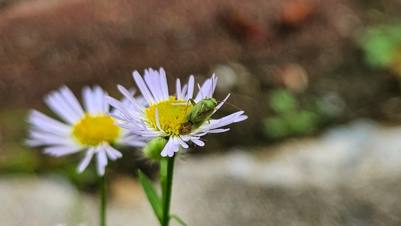 개망초 꽃의 밝은색장님노린재 (Taylorilygus apicalis); DISPLAY FULL IMAGE.