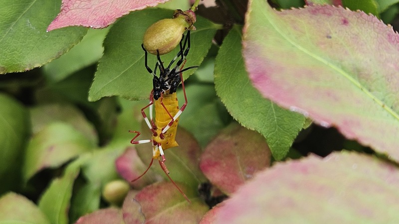 노랑배허리노린재 (Plinachtus bicoloripes)의 마지막 탈피; DISPLAY FULL IMAGE.