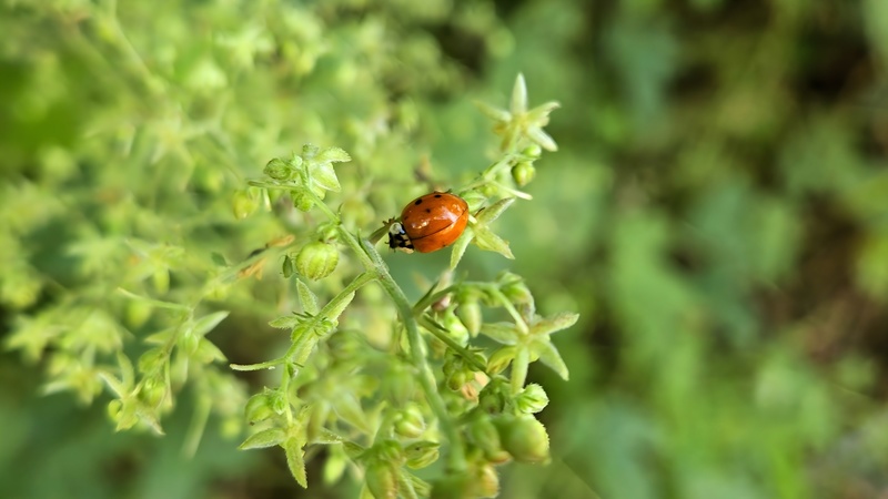 환삼덩굴 꽃의 무당벌레 (Harmonia axyridis); DISPLAY FULL IMAGE.