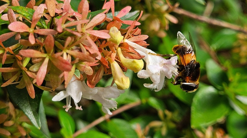 꽃댕강나무 꽃의 왕꽃등에 (Phytomia zonata); DISPLAY FULL IMAGE.