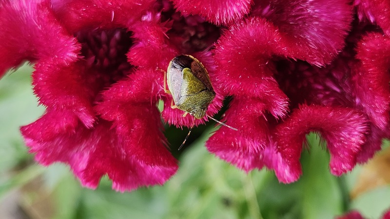 맨드라미꽃의 갈색날개노린재 (Plautia stali); DISPLAY FULL IMAGE.