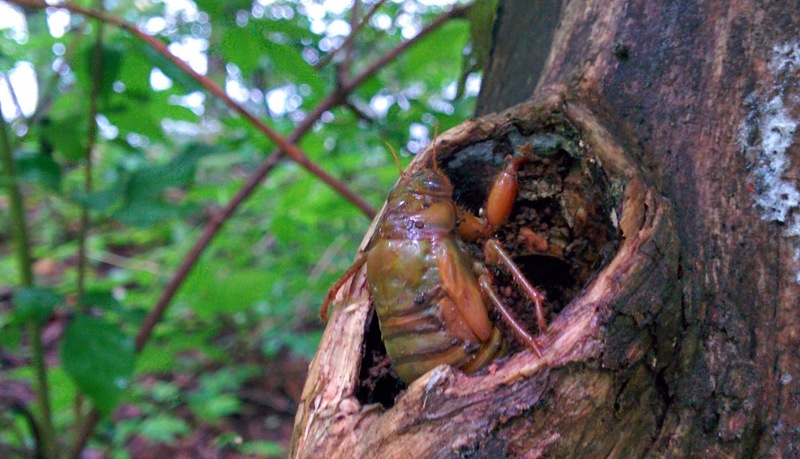 [옛사진] 말매미(추정) 유충; DISPLAY FULL IMAGE.