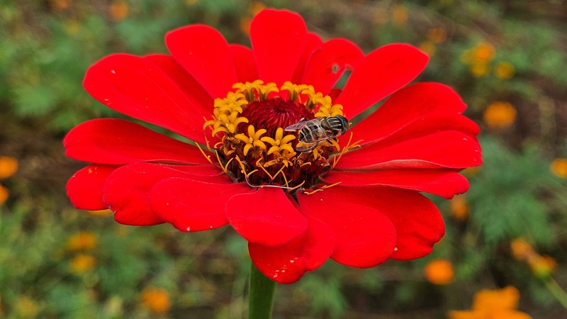백일홍 꽃의 오줄루리꽃등에 (Eristalinus quinquestriatus) (추정); DISPLAY FULL IMAGE.