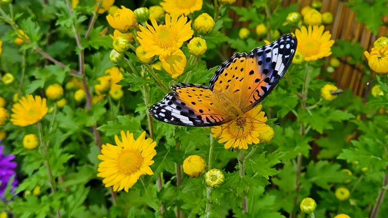 국화꽃의 암끝검은표범나비 (Argyreus hyperbius) 암컷; DISPLAY FULL IMAGE.