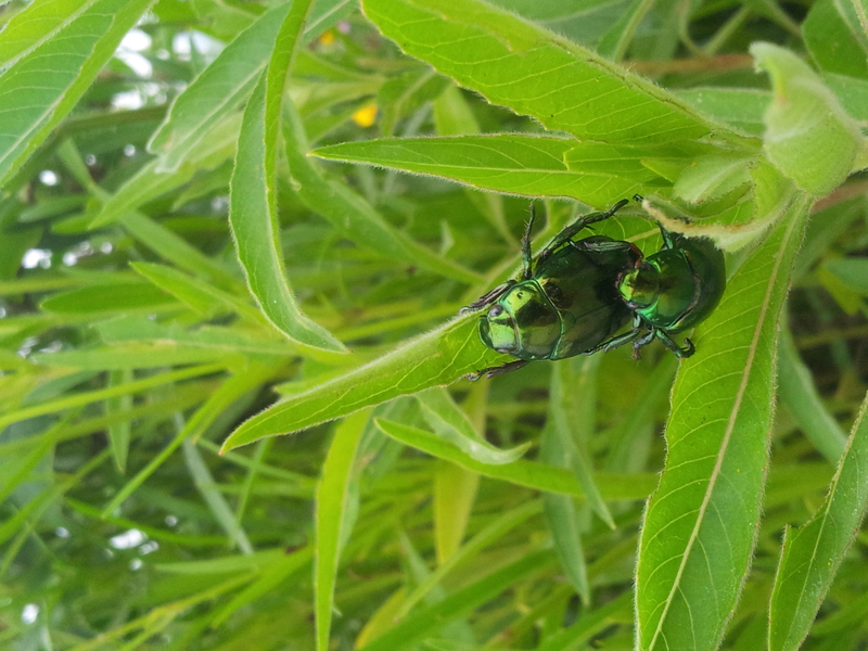 [옛사진] 풍뎅이 (Mimela splendens); DISPLAY FULL IMAGE.