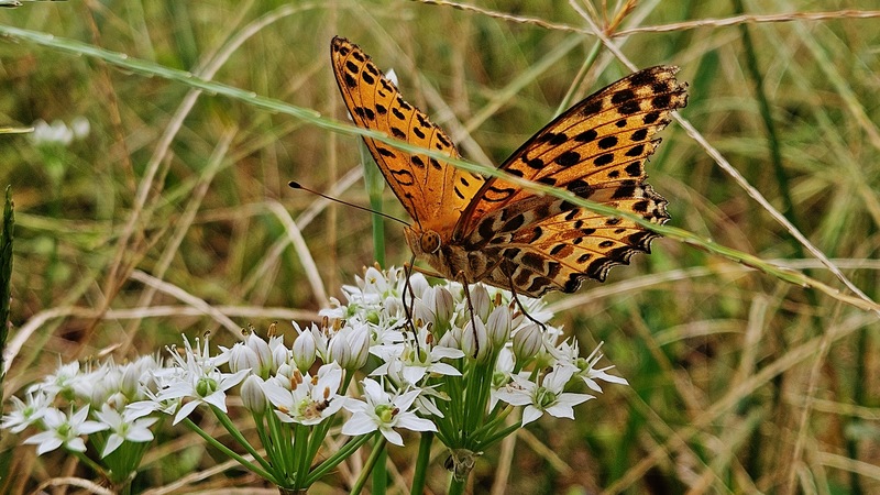 부추꽃의 암끝검은표범나비 (Argyreus hyperbius) 수컷; DISPLAY FULL IMAGE.
