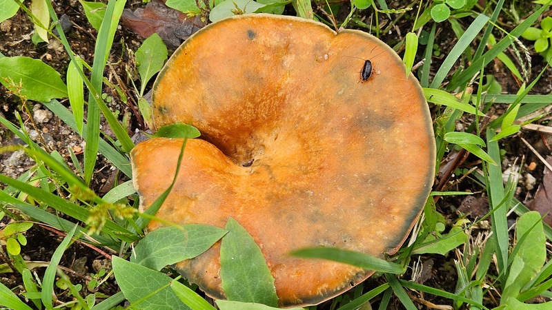 큰 버섯위의 산바퀴 (Blattella nipponica) 유충; DISPLAY FULL IMAGE.