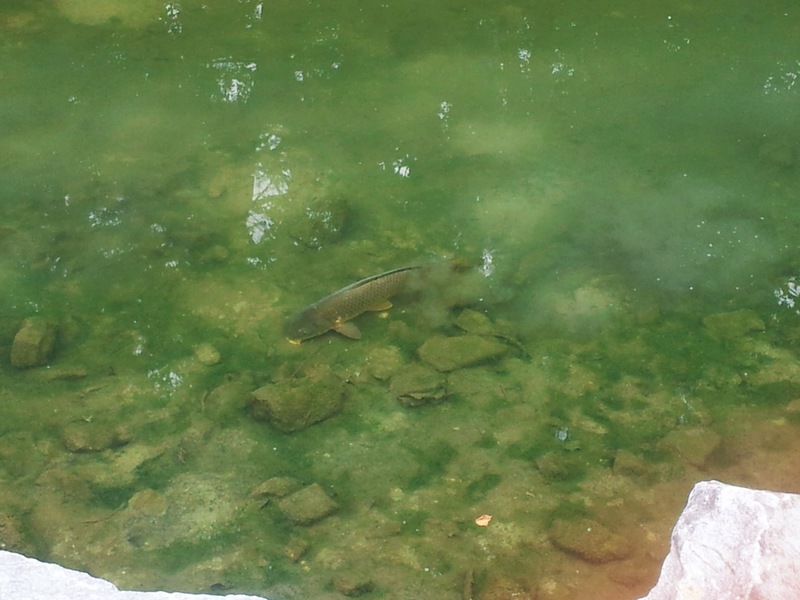 [옛사진] 잉어 (Cyprinus carpio); DISPLAY FULL IMAGE.