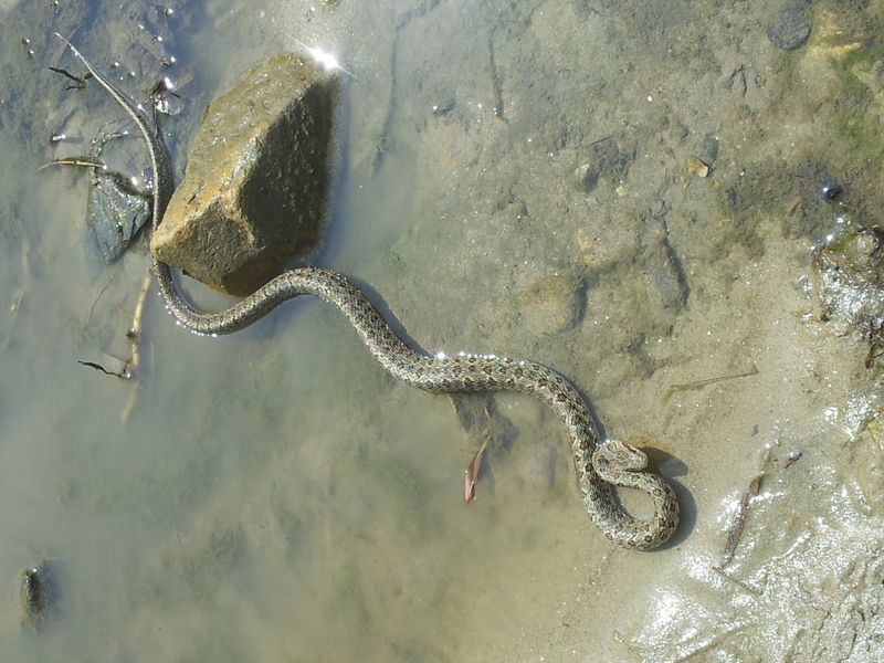 [옛사진] 물가의 누룩뱀 (Elaphe dione); DISPLAY FULL IMAGE.