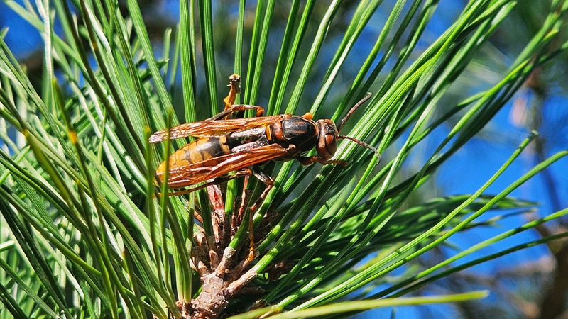 솔잎에 앉은 왕바다리 (Polistes rothneyi) (추정); DISPLAY FULL IMAGE.