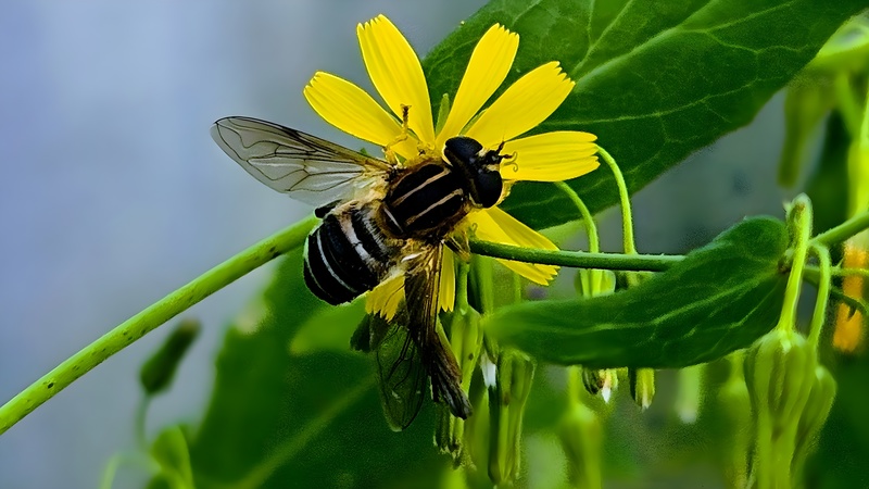 개보리뻉이 꽃의 수중다리꽃등에 (Helophilus virgatus) (부분확대); DISPLAY FULL IMAGE.