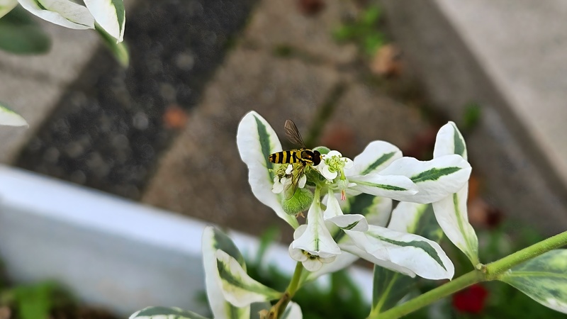 설악초 꽃의 쟈바꽃등에 (Allograpta javana); DISPLAY FULL IMAGE.