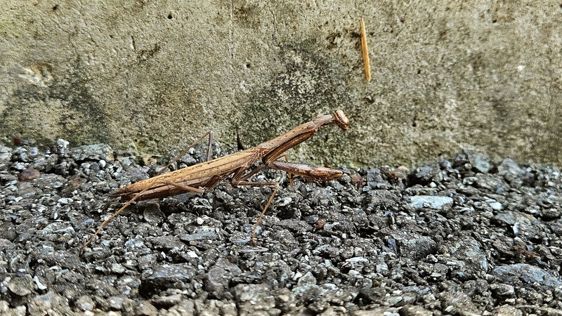 길가의 좀사마귀 (Statilia maculata); DISPLAY FULL IMAGE.