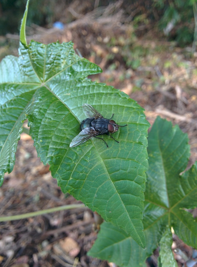 [옛사진] 아주까리 잎의 검정파리 (Calliphora vomitoria); DISPLAY FULL IMAGE.