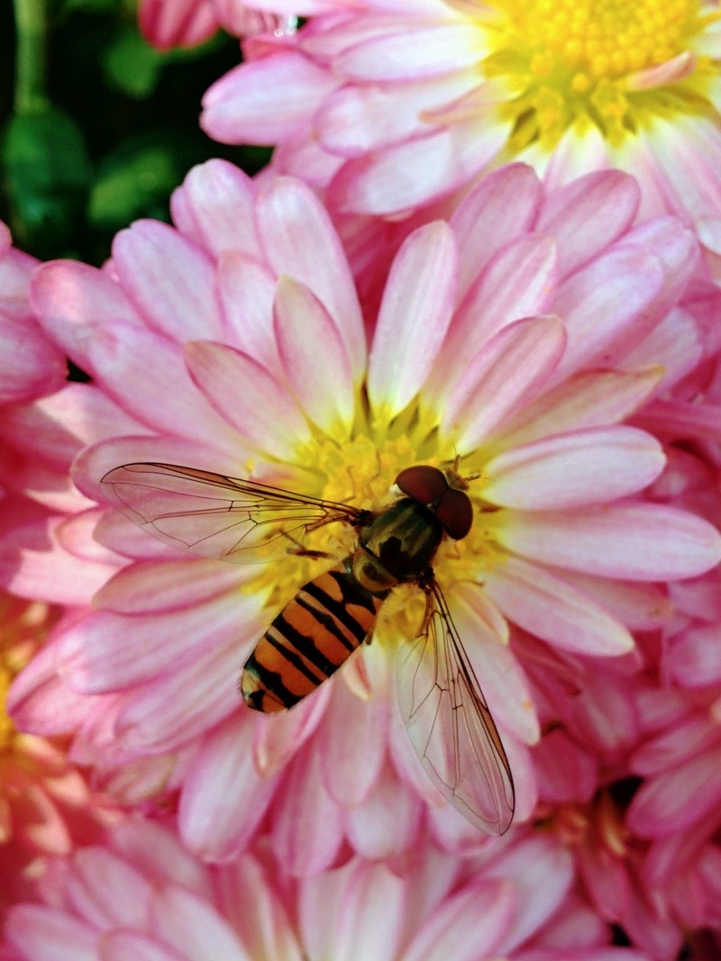 [옛사진] 분홍색 국화꽃의 호리꽃등에 (Episyrphus balteatus); DISPLAY FULL IMAGE.