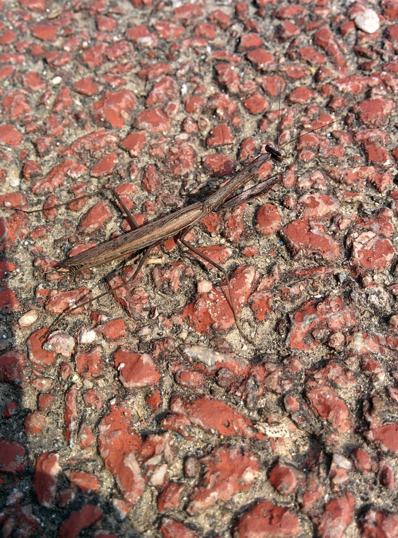 [옛사진] 자전거길의 좀사마귀 (Statilia maculata); DISPLAY FULL IMAGE.