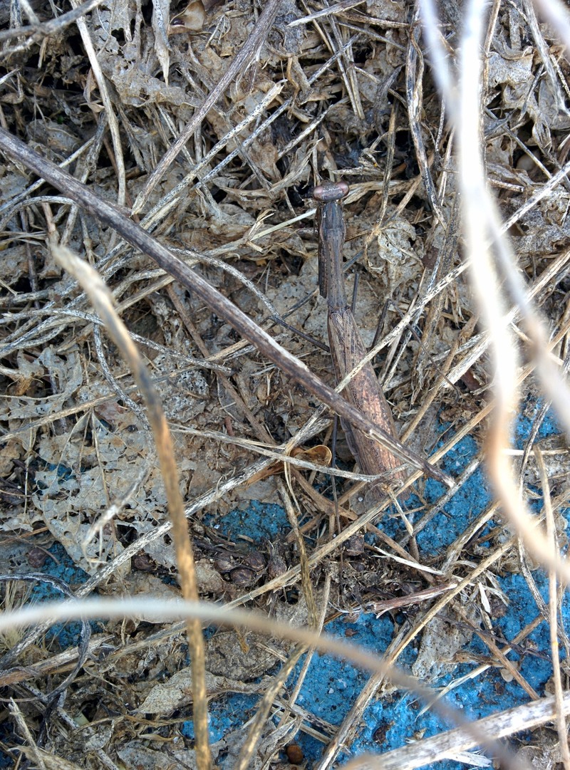 [옛사진] 완벽한 위장~ 좀사마귀 (Statilia maculata); DISPLAY FULL IMAGE.