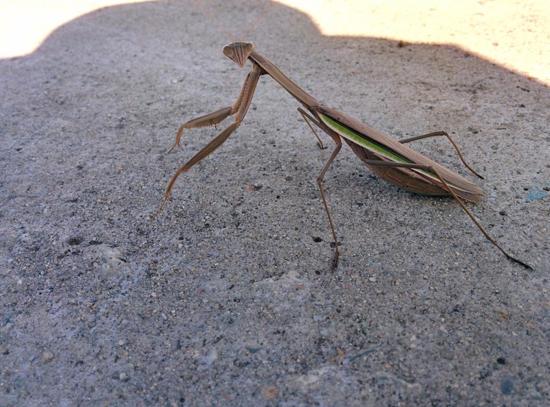 [옛사진] 자전거길의 왕사마귀 (Tenodera sinensis) 암컷; DISPLAY FULL IMAGE.