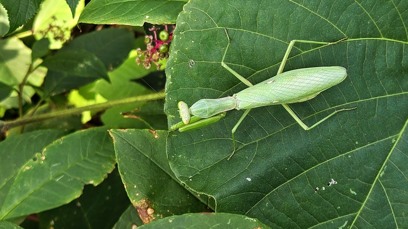 [옛사진] 칡잎의 넓적배사마귀 (Hierodula patellifera); DISPLAY FULL IMAGE.