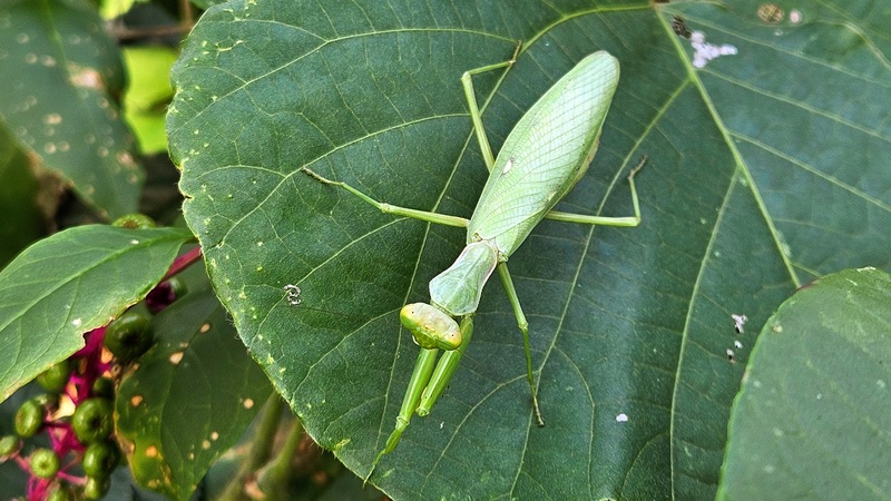 [옛사진] 칡잎의 넓적배사마귀 (Hierodula patellifera); DISPLAY FULL IMAGE.