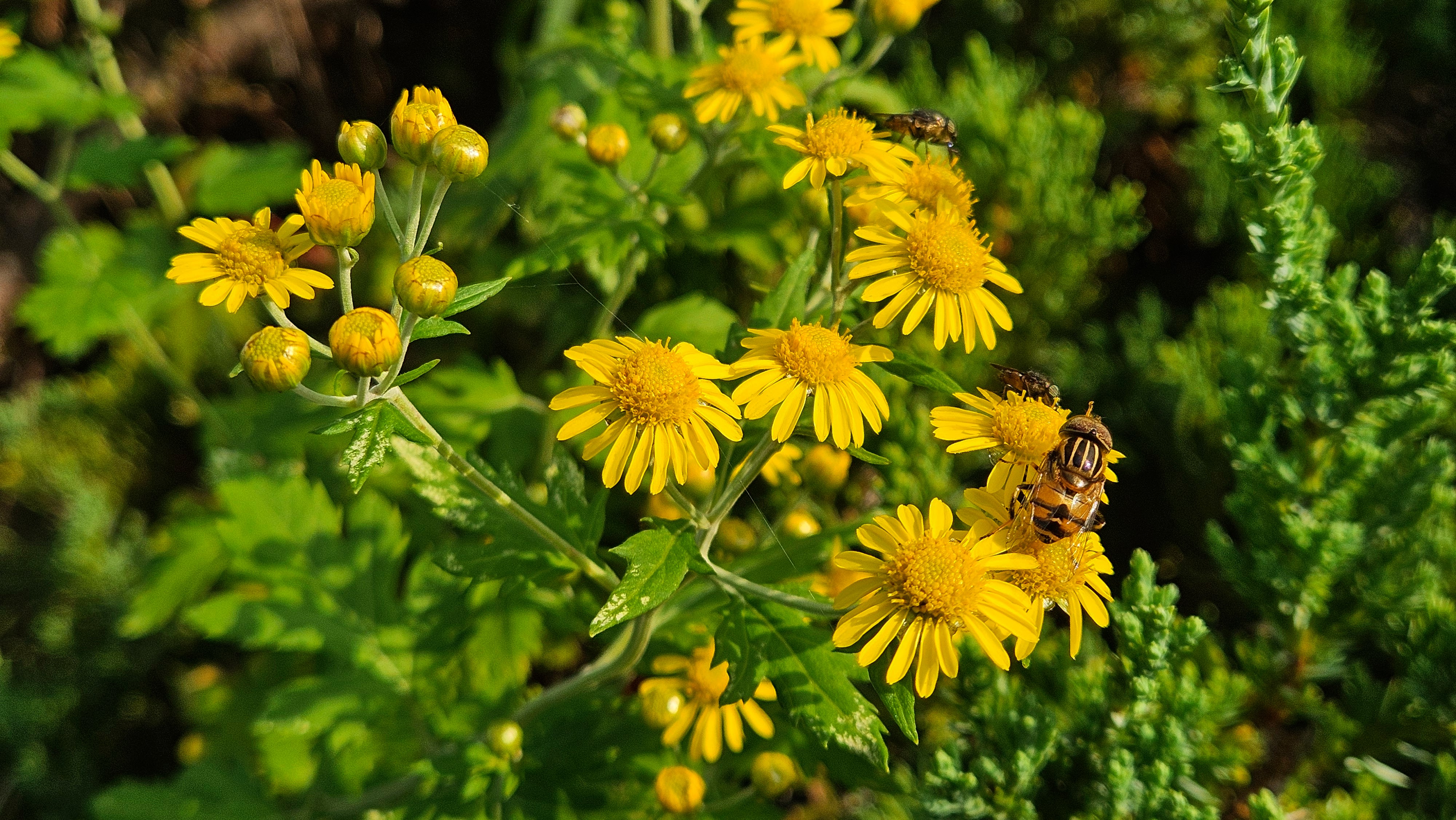감국꽃과 오줄루리꽃등에 (Eristalinus quinquestriatus); DISPLAY FULL IMAGE.