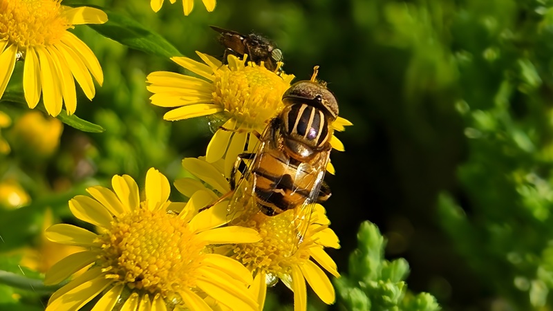 감국꽃과 오줄루리꽃등에 (Eristalinus quinquestriatus) (부분확대); DISPLAY FULL IMAGE.