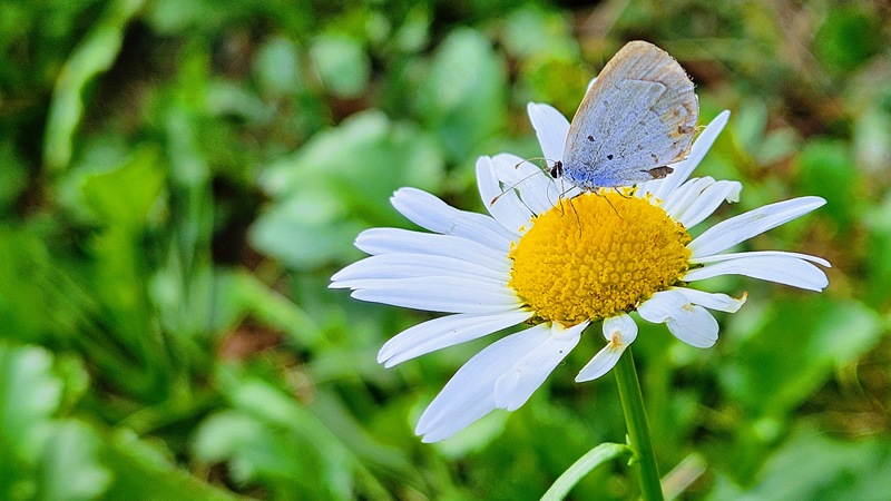 데이치의 암먹부전나비 (Cupido argiades); DISPLAY FULL IMAGE.