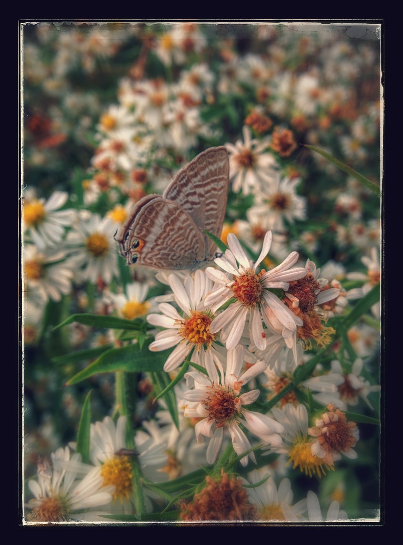 [옛사진] 물결부전나비 (Lampides boeticus); DISPLAY FULL IMAGE.