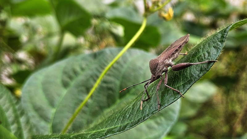 콩잎의 장수허리노린재 (Anoplocnemis dallasi); DISPLAY FULL IMAGE.