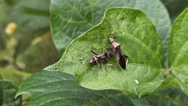 콩잎의 톱다리개미허리노린재 (Riptortus clavatus) 약충과 성충; DISPLAY FULL IMAGE.