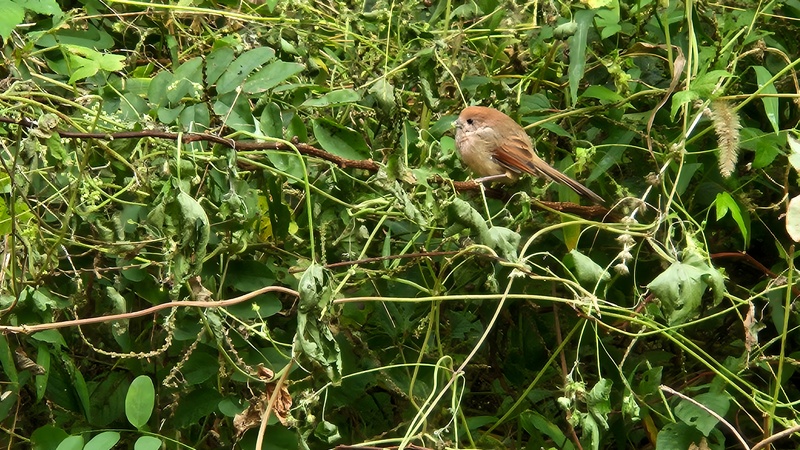 붉은머리오목눈이/뱁새 (Suthora webbiana); DISPLAY FULL IMAGE.