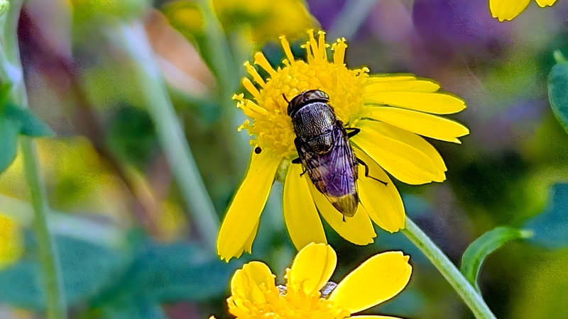 감국꽃의 점박이초록파리 (Stomorhina obsoleta) (부분확대); DISPLAY FULL IMAGE.